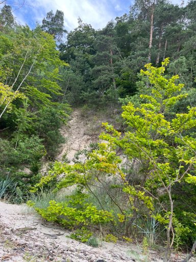 Der Harz Sachsen Anhalts