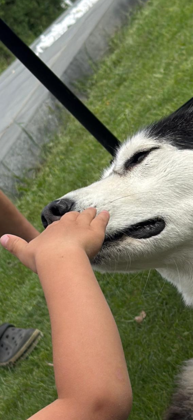 Luna in der Familienmediation